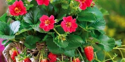 Ampel jagode - njega i uzgoj